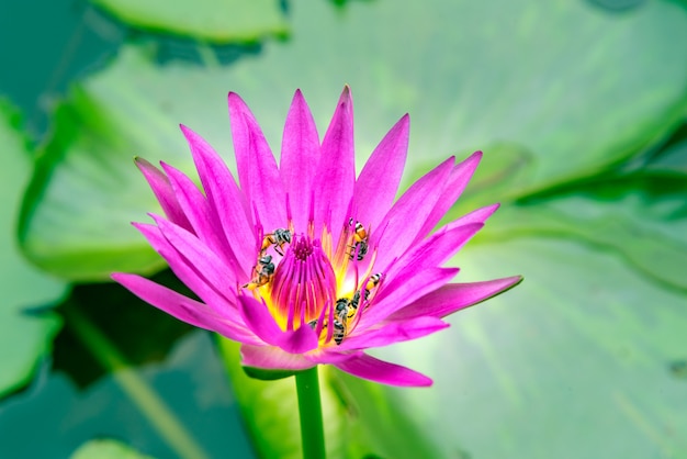 Flor de lótus rosa