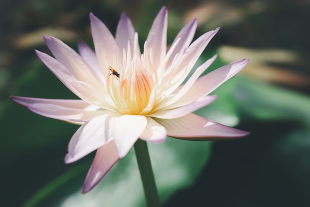 Flor de lótus rosa