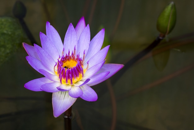 Flor de lótus roxa na lagoa