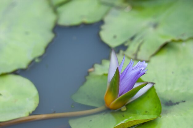 Flor de lótus roxa no jardim.