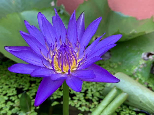 Flor de lótus roxo pela manhã