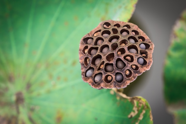 Flor de lótus seco