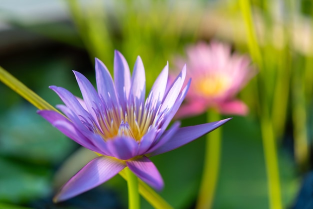 Flor de lótus Tropical nenúfar