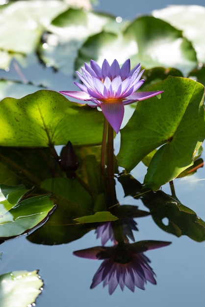 Flor de lótus Tropical nenúfar