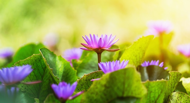 Flor de lótus violeta com folhas verdes e sol