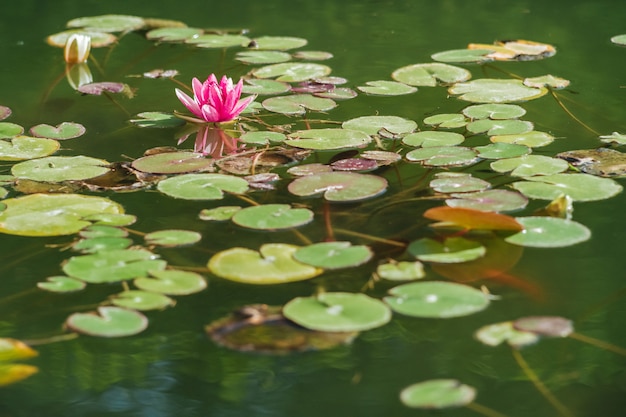 Flor de Lotus