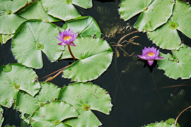 Flor de Lotus