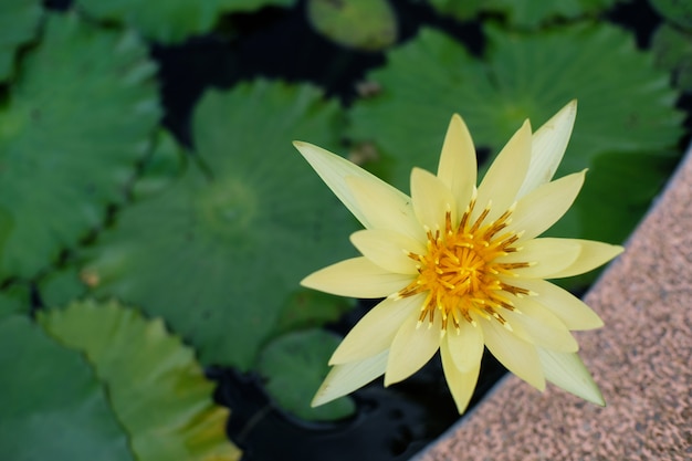 Flor de Lotus.