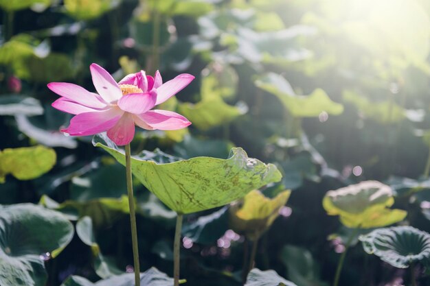 Flor de lótus