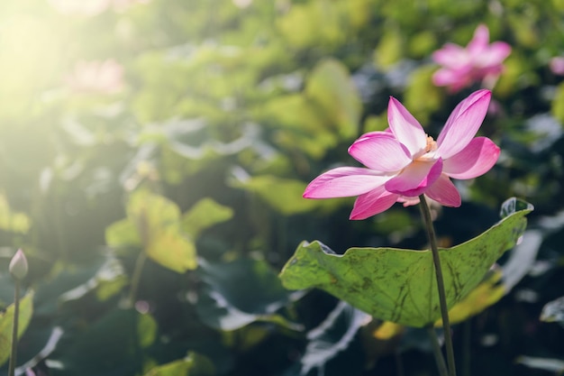 Flor de lótus