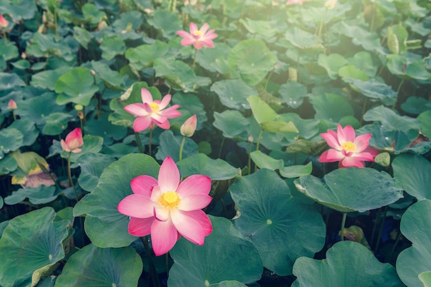 Flor de lótus