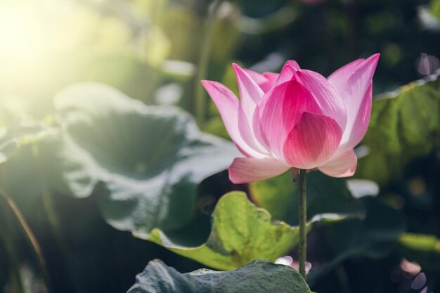 Flor de lótus