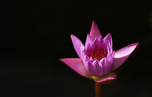 Flor de Lotus