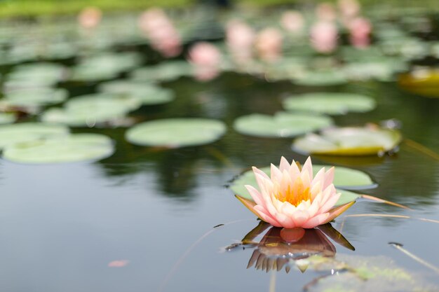 Flor de lótus