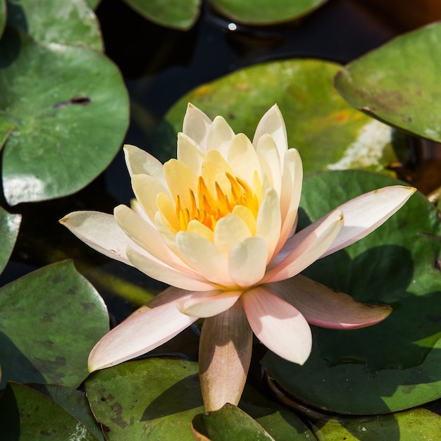 Flor de Lotus