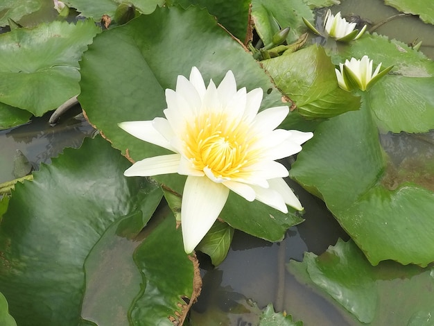 Flor de Lotus