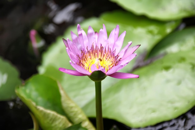 Flor de lótus