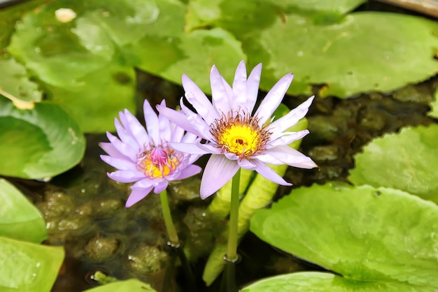 Flor de lótus