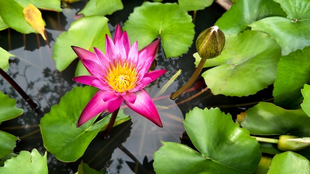 Flor de Lotus