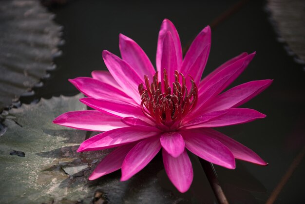 Flor de lótus