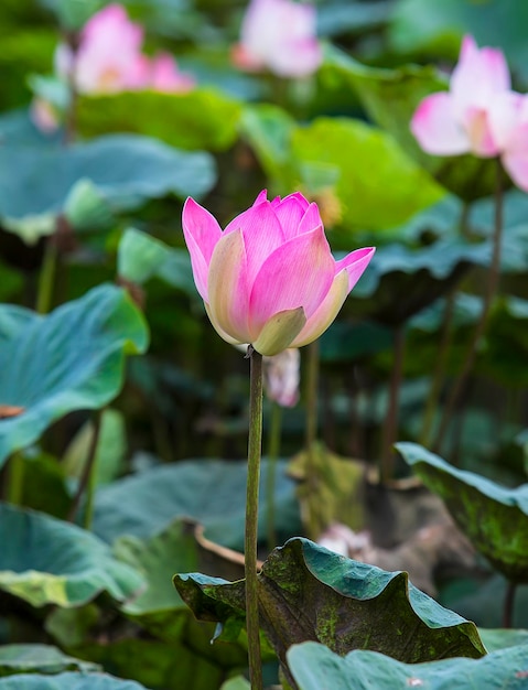 Flor de lótus