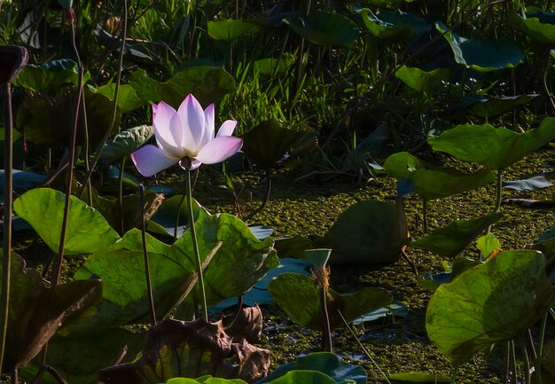 Flor de lótus