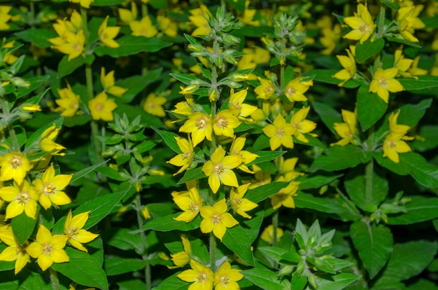 Foto flor de lysimachia vulgaris, loosestrife de jardim, loosestrife amarelo ou loosestrife amarelo de jardim, florescendo no verão