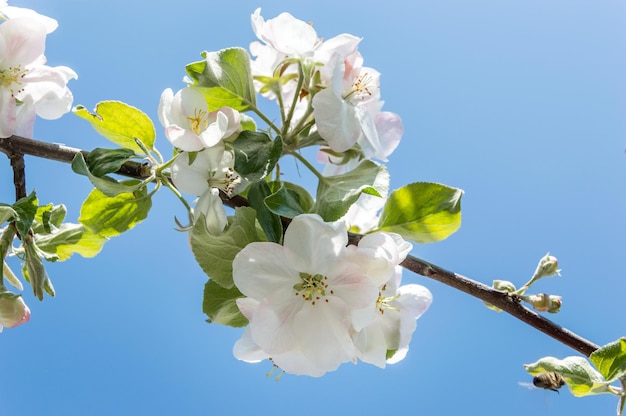 Flor de maçã contra o céu