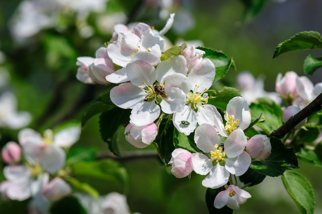 Flor de maçã desabrochando