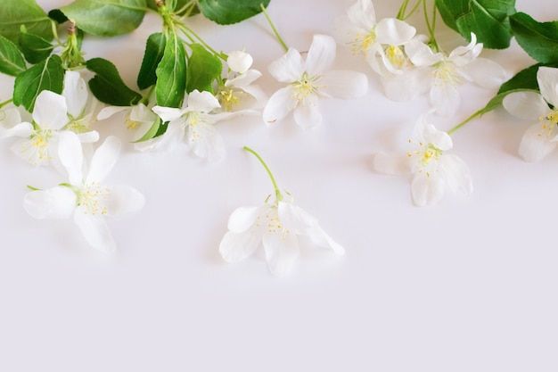 flor de maçã em fundo branco