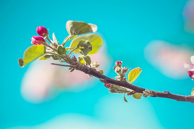 Flor de maçã em uma macieira em um jardim doméstico com o sol brilhando atrás O foco está no primeiro plano com o fundo fora de foco