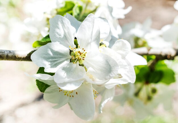 Flor de maçã Feche o fundo natural