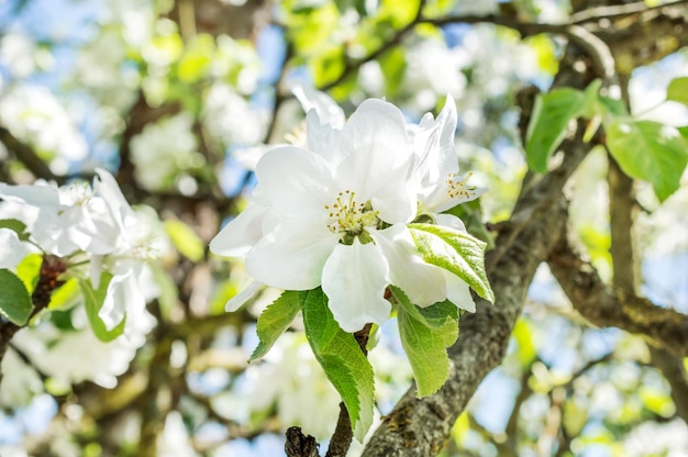 Flor de maçã Feche o fundo natural