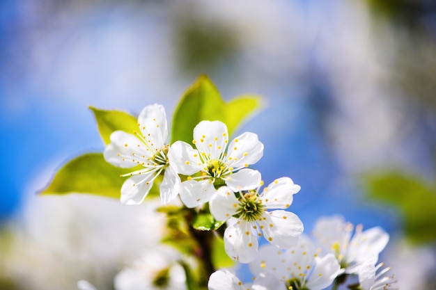 Flor de maçã na primavera de árvore