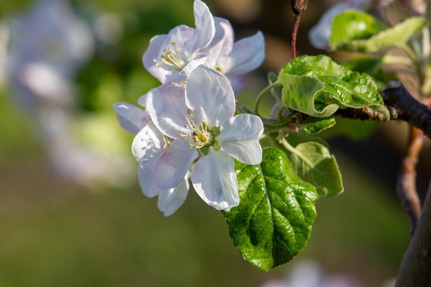 Flor de maçã na primavera em um dia ensolarado fotografia de close-up Flores brancas florescendo nos galhos de uma macro fotografia de macieira