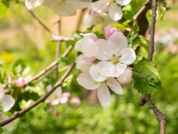 Flor de maçã no jardim primavera