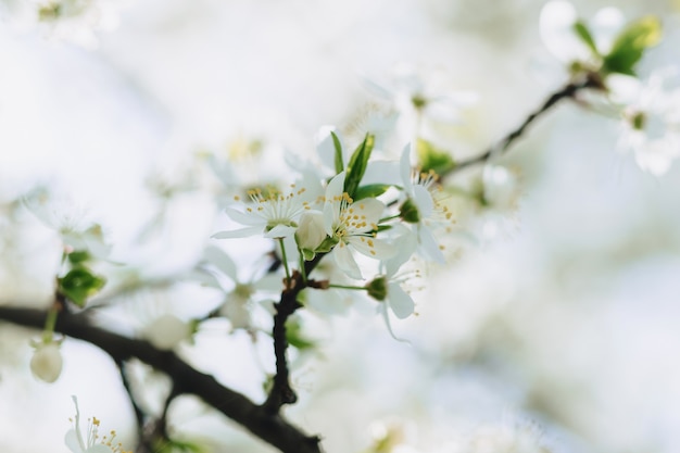 Flor de maçã ou flor de cerejeira em um dia ensolarado de primavera