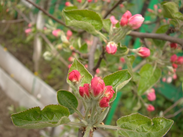 Flor de maçã rosa