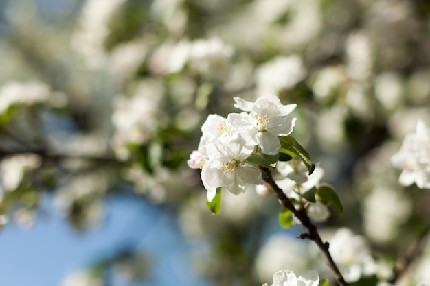 Flor de maçã sobre a natureza