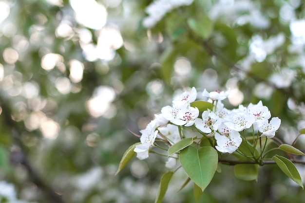 Flor de maçã sobre flores de primavera de fundo de natureza