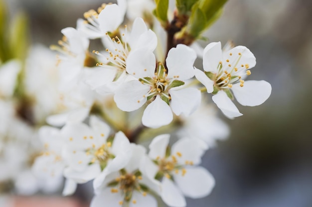 Flor de maçã sobre flores de primavera de fundo de natureza