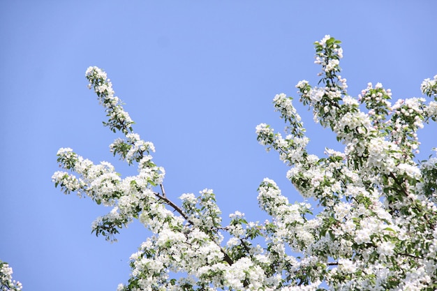 flor de maçã