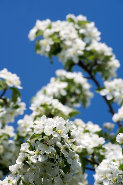 flor de maçã