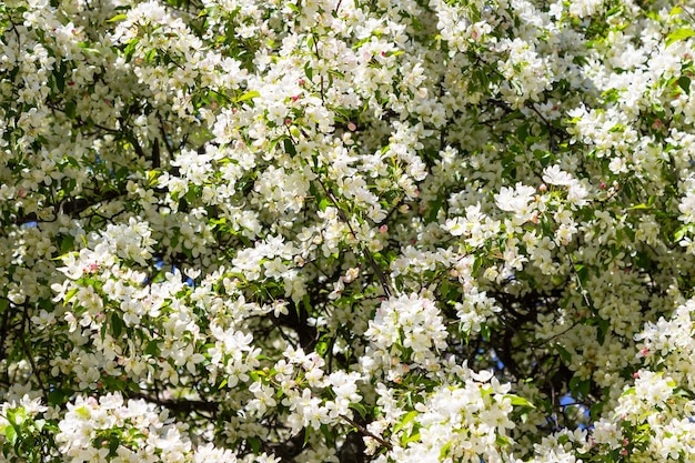 Flor de macieira branca. Céu azul.