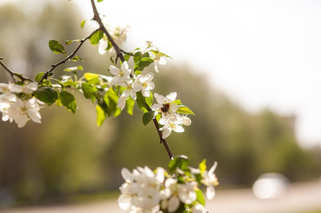 Flor de macieira branca na primavera ao pôr do sol As abelhas voam coletando néctar e polinizando