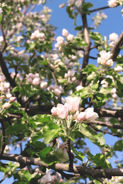 Flor de macieira branca