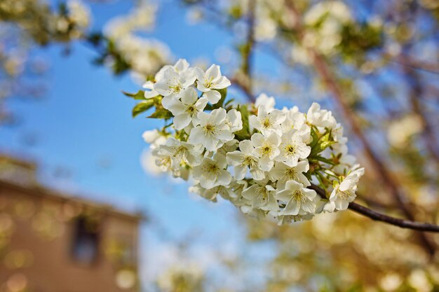 Flor de macieira com flores brancas