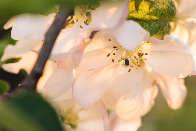 Flor de macieira com galhos com raios de sol na flor de macieira de fundo