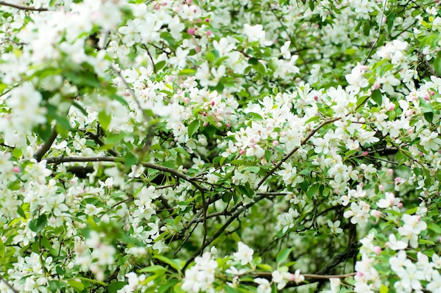 Flor de macieira florescendo na primavera, fundo floral