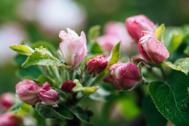 Flor de macieira florescendo no fundo floral de primavera